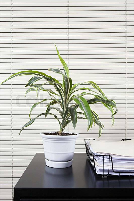 Pot plant on an office desk,, stock photo