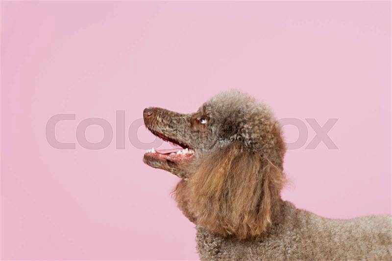 Poodle looking up, stock photo