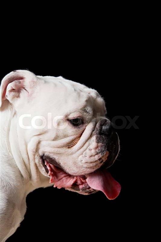 White bulldog, stock photo
