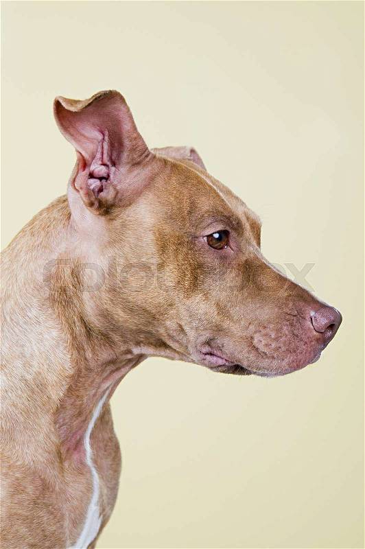 Profile of a dog, stock photo