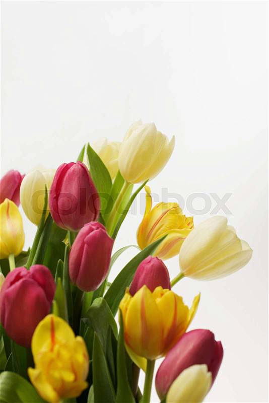 Tulips, stock photo