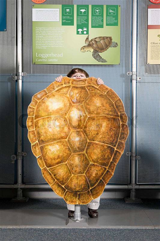 Boy standing behind loggerhead sea turtle shell, stock photo