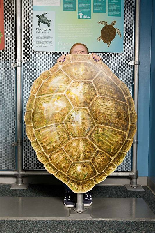 Girl standing behind loggerhead sea turtle shell, stock photo
