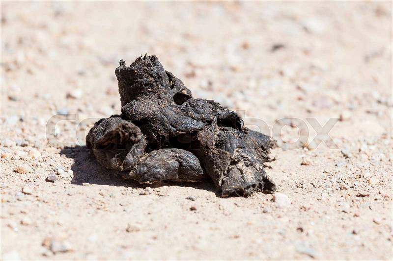 Closeup of a pile of dog poop on the road, stock photo