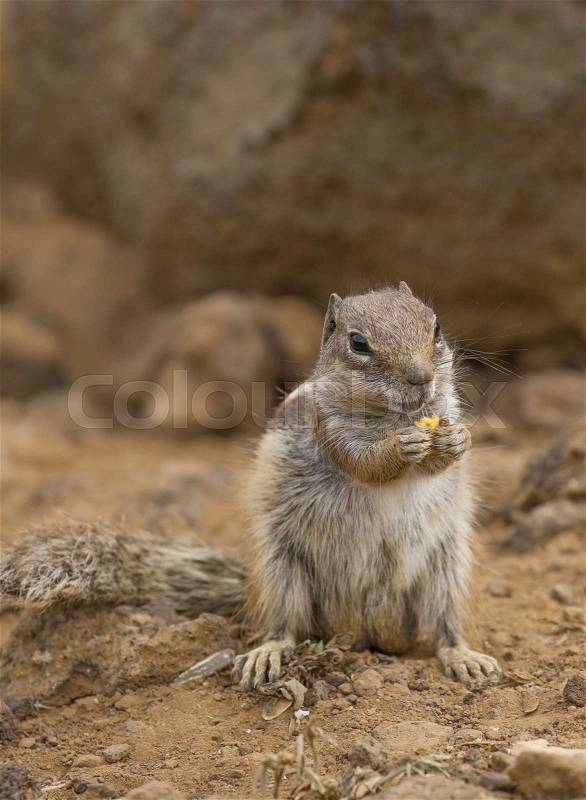 Squirrel ground. Prairie dogs in nature eating and jump. Groundhog, stock photo