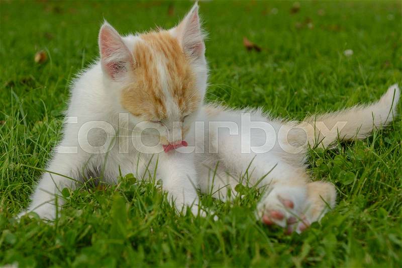 Stock image of \'cat, kitten, pet\'