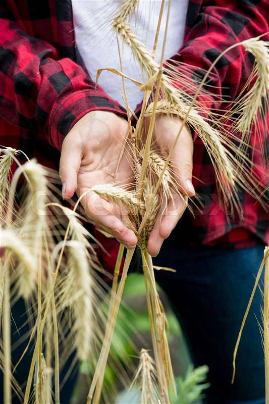 Young female farmer holding ripe wheat ears. Concept of organic food, stock photo