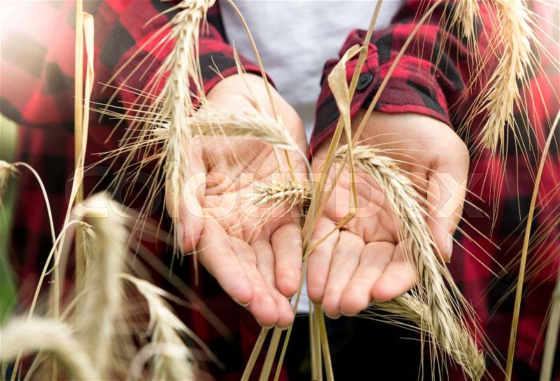 Closeup image of young woman holding golden wheat ears on field, stock photo