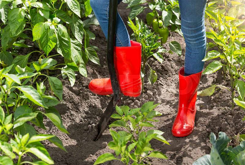 Gardener in red rubber boots digging soil in garden, stock photo