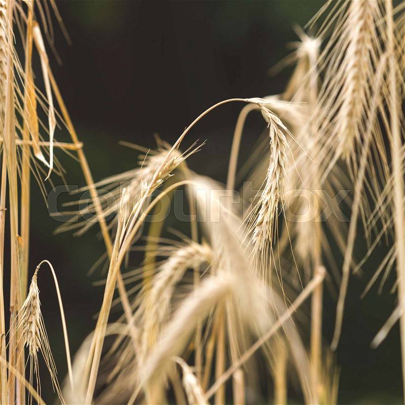 Ripe wheat ears on field against black background, stock photo