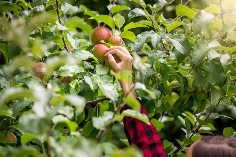 Closeup of female hand picking ripe red apples, stock photo