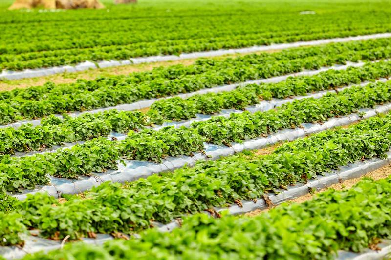 Agriculture farm of strawberry field, stock photo