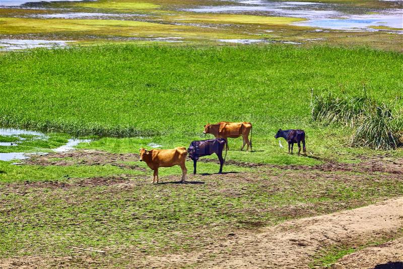 Cow on river bank in egypt. River Nile in Egypt. Life on the River Nile, stock photo