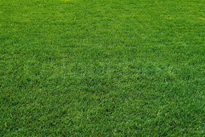 Green grass texture. Green meadow, stock photo