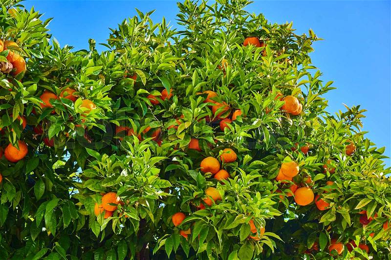 Orange garden. Orange tree. Mandarins on the tree, stock photo