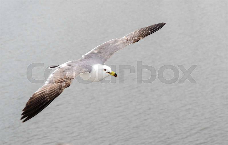Seagull bird flying over the water, stock photo