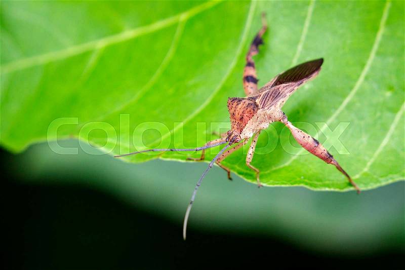 Image of a Leaf-footed bugs on green leaves. Insect Animal, stock photo