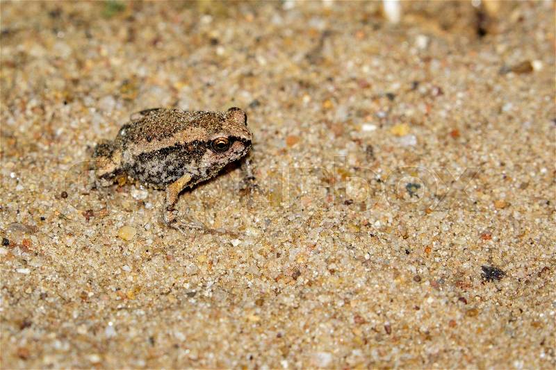 Image of little bullfrog (Kaloula pulchra) on the ground. Animal, stock photo