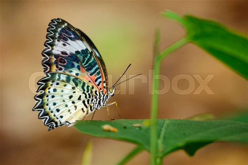 Image of a Plain Tiger Butterfly on green leaves. Insect Animal. (Danaus chrysippus chrysippus Linnaeus, 1758), stock photo