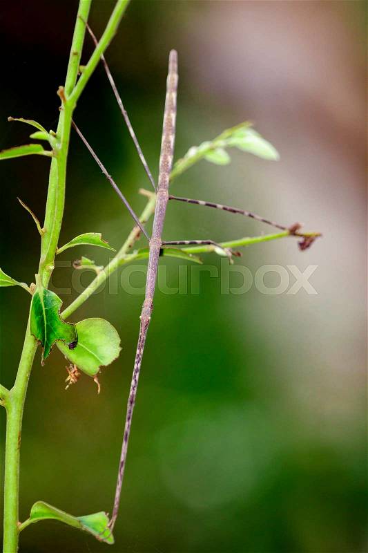 Image of a siam giant stick insect on nature background. Insect Animal, stock photo