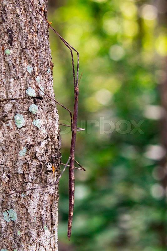 Image of a siam giant stick insect on the tree. Insect Animal, stock photo