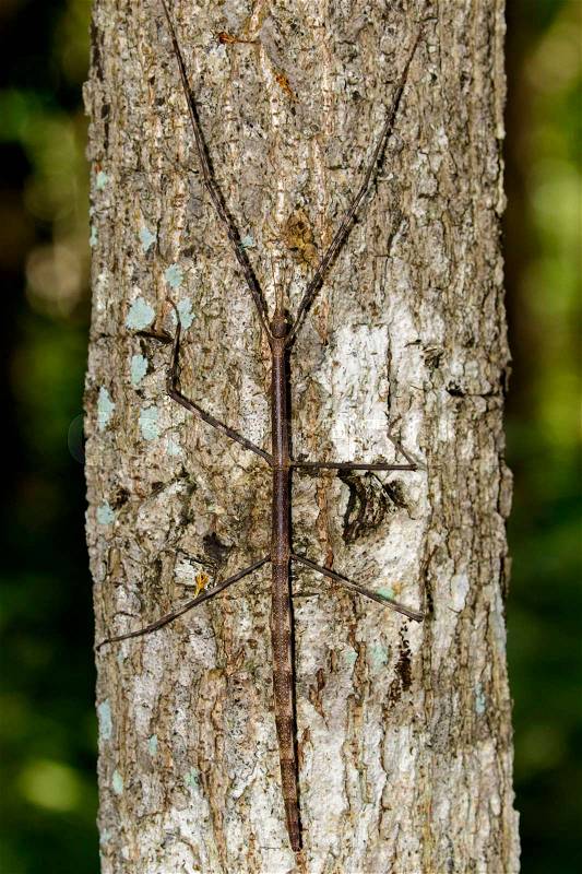 Image of a siam giant stick insect on the tree. Insect Animal, stock photo