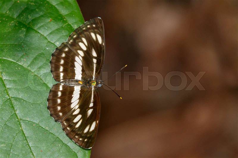 Image of common plain sailor butterfly on green leaves. Insect Animal. (Neptis hylas Linnaeus, 1758), stock photo