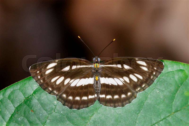 Image of common plain sailor butterfly on green leaves. Insect Animal. (Neptis hylas Linnaeus, 1758), stock photo