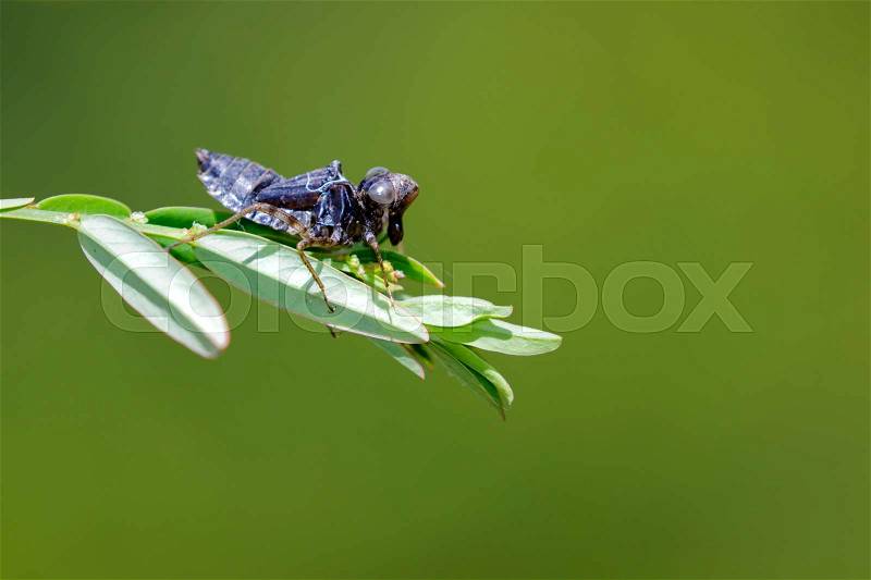 Image of dragonfly larva dried on green leaves. Insect Animal, stock photo