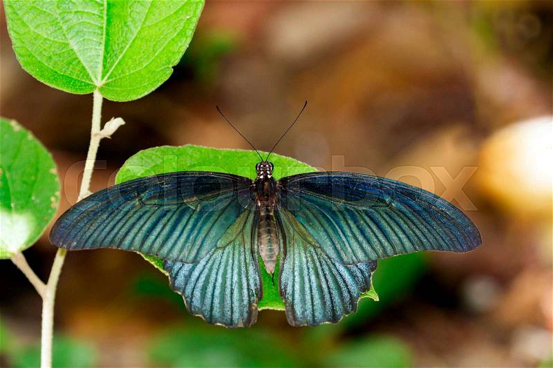 Image of Great Mormon Butterfly(male) on green leaves. Insect Animal. (Papilio memnon agenor Linnaeus,1758), stock photo
