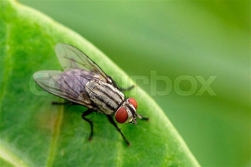 Image of a flies (Diptera) on green leaves. Insect Animal, stock photo