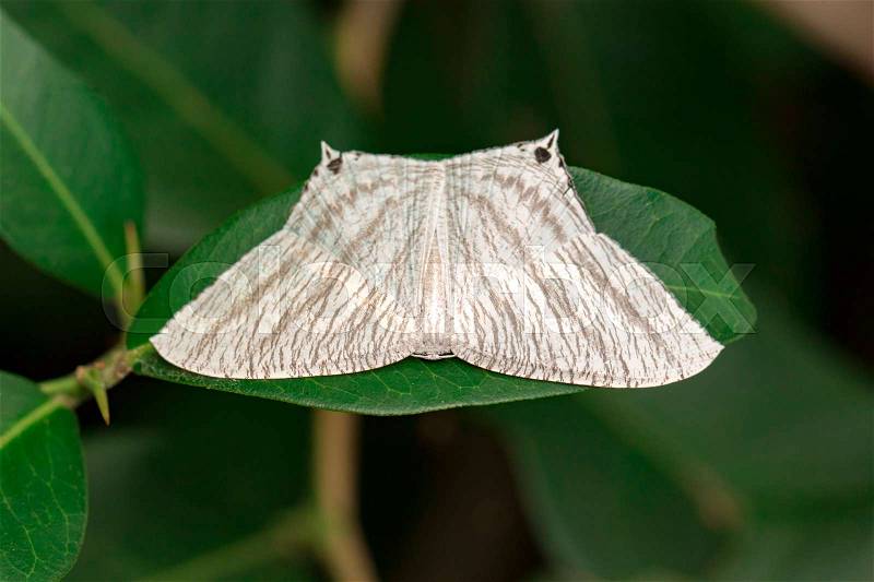 Image of Pointed Flatwing Butterfly(Micronia aculeata) on green leaves. Insect Animal, stock photo