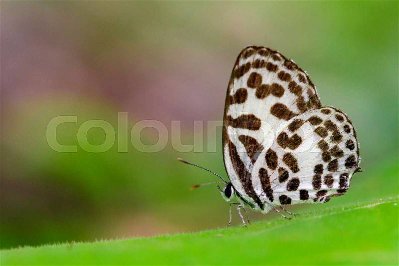 Image of common pierrot butterfly on nature background. Insect Animal (Castalius rosimon rosimon Fabricius, 1775), stock photo