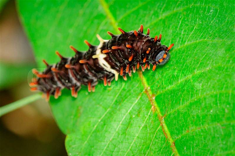 Image of a caterpillar bug on green leaves. Insect Animal, stock photo