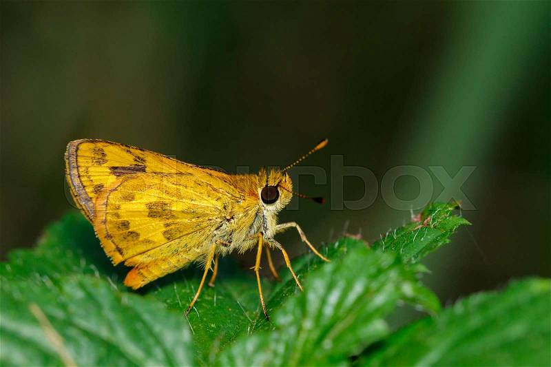 Image of telicota ohara butterfly (Narrow-branded Palm Dart butterfly) on green leaves. Insect Animal, stock photo