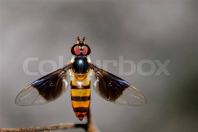 Image of a drosophila melanogaster on a branch. Insect Animal (Diptera), stock photo