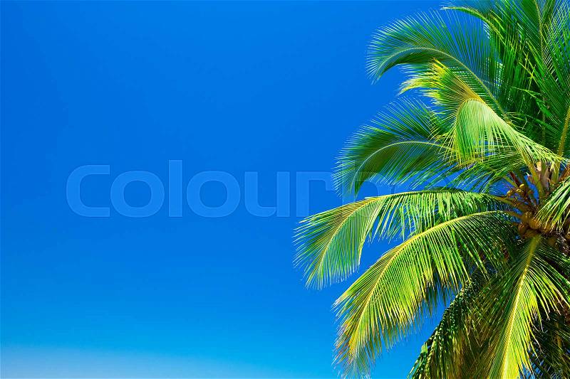 Palm trees against blue sky, stock photo