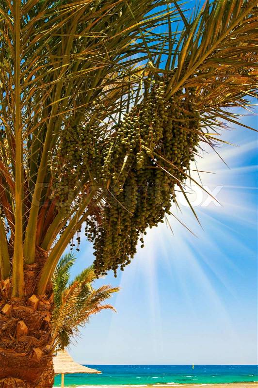 Date palm with green unripe dates and blue ocean, stock photo