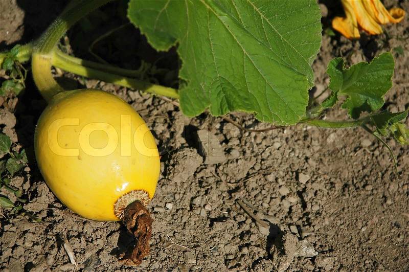 Ripened yellow squash - yellow fruit, stock photo