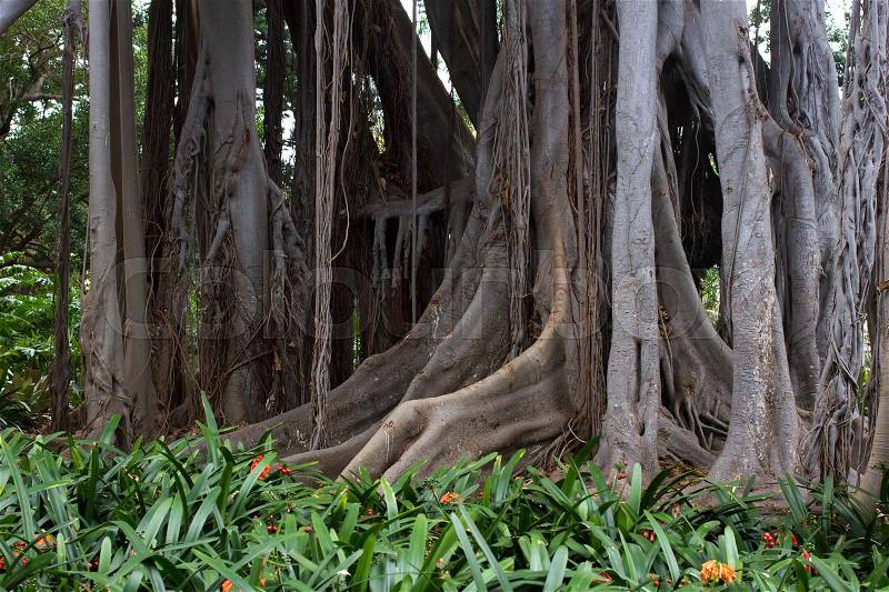 Ficus macrophylla big tree. Aerial roots, with column support. Bromeliaceae, Bromelia undergrowth plant, stock photo
