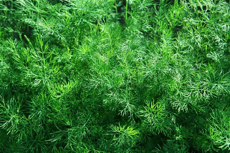 Green fennel which is growing up on a bed for useful food, stock photo