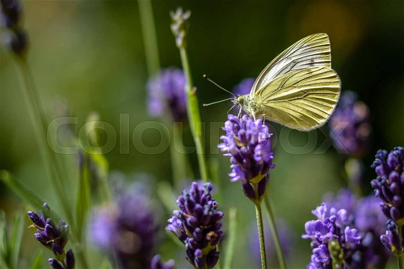 Butterfly on lavender close-up, stock photo