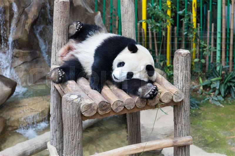Giant Panda sleeping on wooden platform at the zoo, stock photo