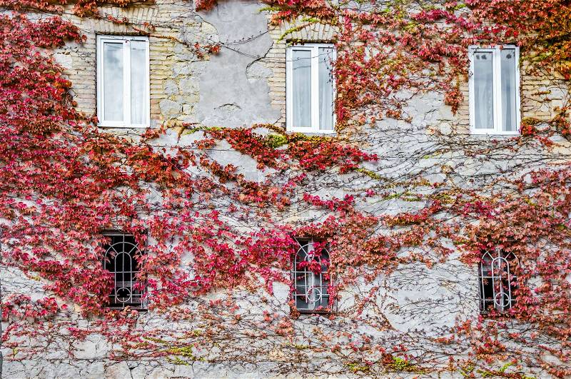 House wall covered with red autumn vine in Kutaisi, Georgia, stock photo