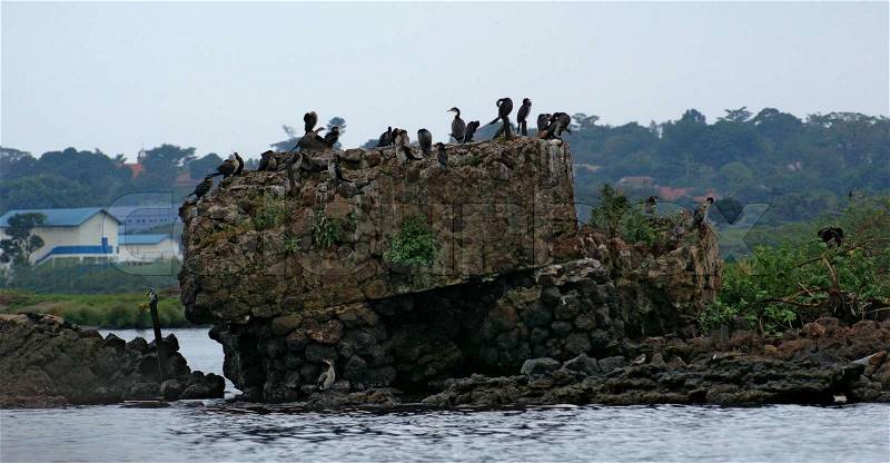 Waterside scenery with lots of birds near Entebbe in Uganda (Africa), stock photo