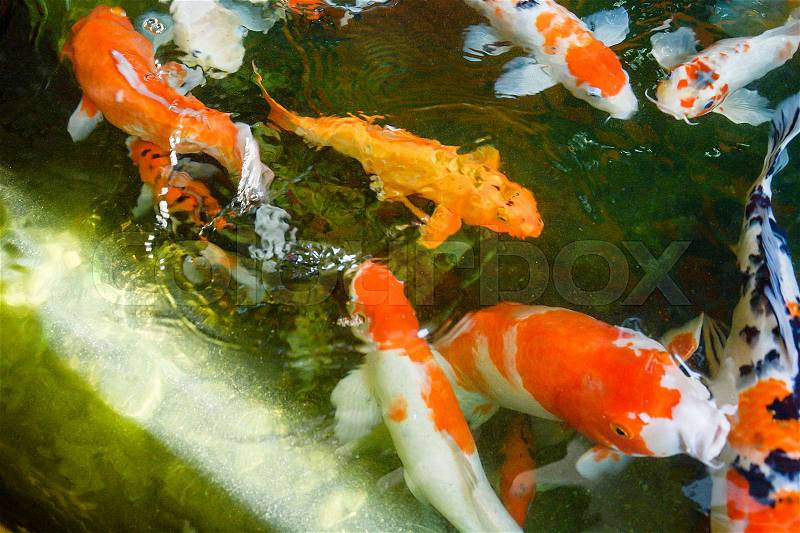 Colorful fish or fancy carp, freshwater fish of the carp, Fancy carp or Koi fish swimming at pond in the garden, stock photo