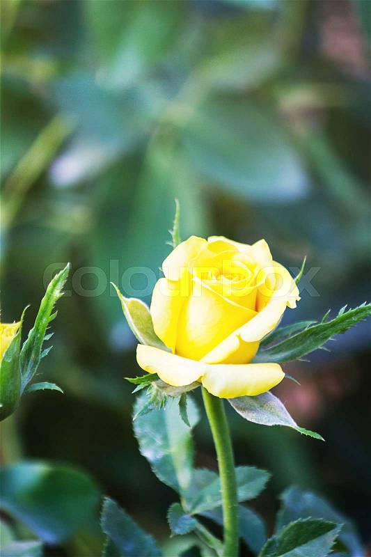 Beautiful yellow roses in garden, roses for Valentine Day, stock photo