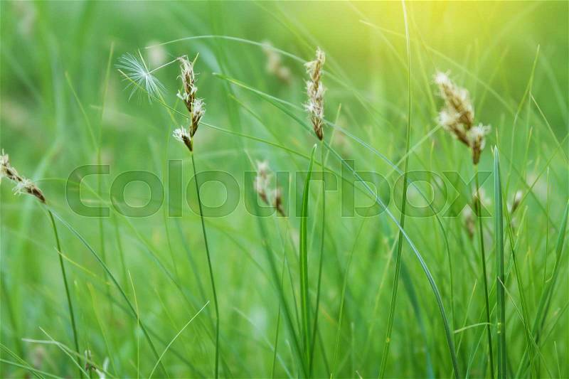 Bright green grass at beautiful sunny day. Green color after rain, stock photo