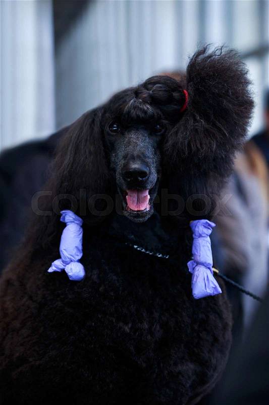 Preparation of a Great Royal Poodle for the exhibition, stock photo