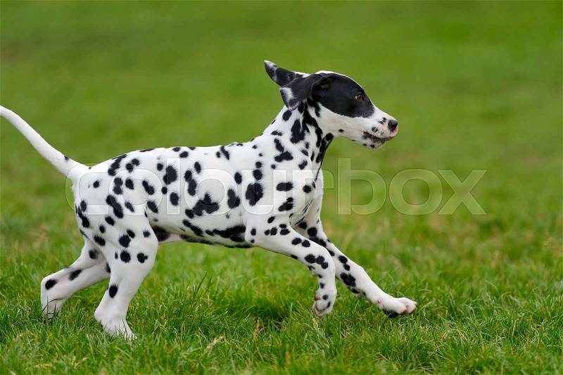 Adorable dalmatian dog outdoors in summer, stock photo